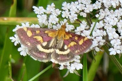 <i>Pyrausta purpuralis</i>