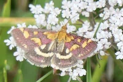 <i>Pyrausta purpuralis</i>