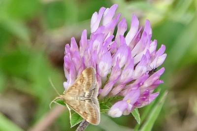 <i>Pyrausta despicata</i>