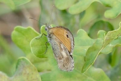 <i>Coenonympha pamphilus</i>
