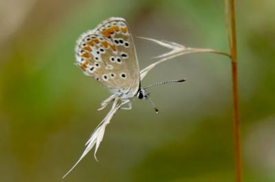 <i>Aricia agestis</i>