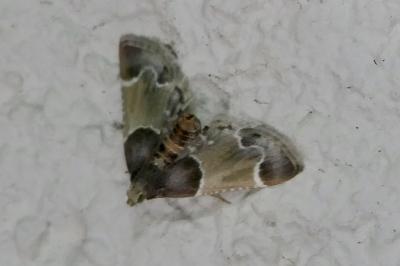 <i>Pyralis farinalis</i>
