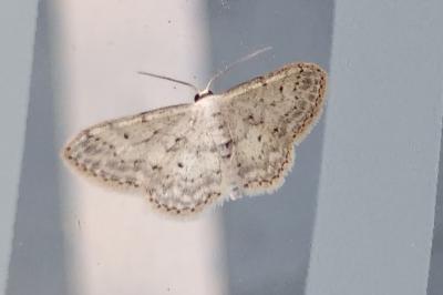 <i>Idaea seriata</i>