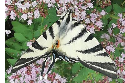 <i>Iphiclides podalirius</i>