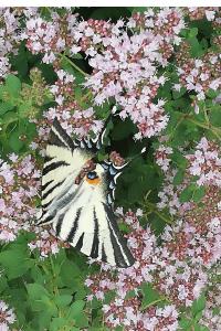 <i>Iphiclides podalirius</i>