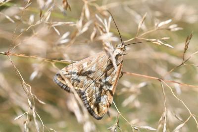 <i>Loxostege sticticalis</i>