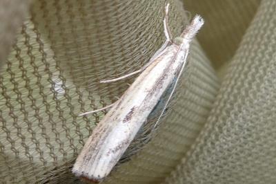 <i>Agriphila geniculea</i>