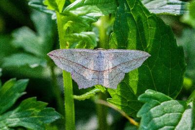 <i>Timandra comae</i>