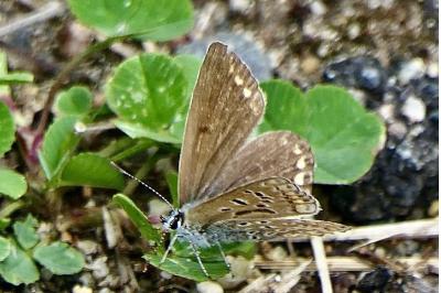 <i>Polyommatus icarus</i>