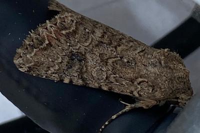 <i>Anarta trifolii</i>