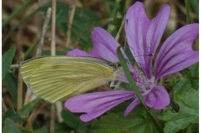 <i>Pieris napi</i>