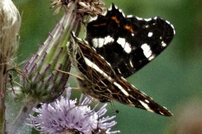 <i>Araschnia levana</i>