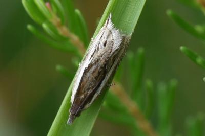 <i>Ancylis apicella</i>