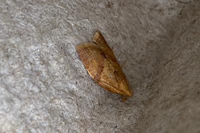<i>Clepsis consimilana</i>