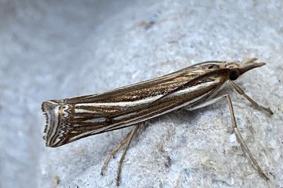 <i>Ancylolomia tentaculella</i>
