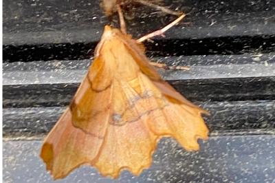 <i>Selenia lunularia</i>
