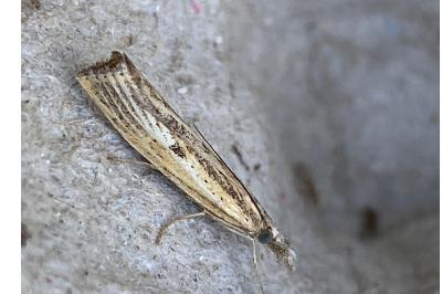 <i>Agriphila inquinatella</i>