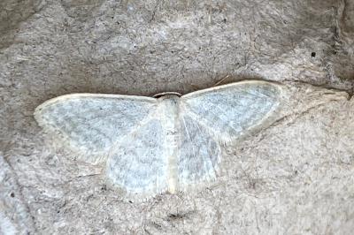 <i>Idaea subsericeata</i>