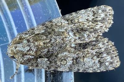 <i>Acronicta rumicis</i>