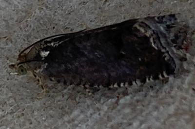 <i>Cydia splendana</i>