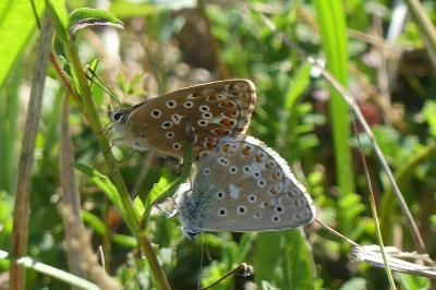 <i>Lysandra bellargus</i>