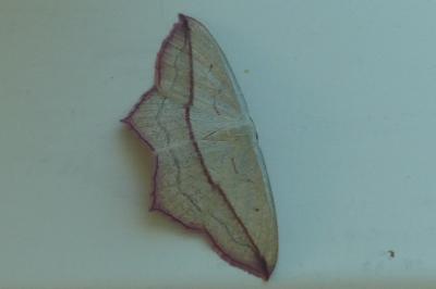 <i>Timandra comae</i>
