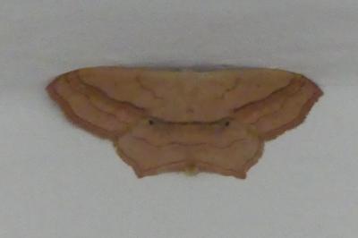 <i>Scopula imitaria</i>