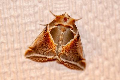 <i>Habrosyne pyritoides</i>