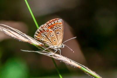 <i>Aricia agestis</i>