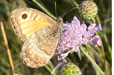 <i>Arethusana arethusa</i>
