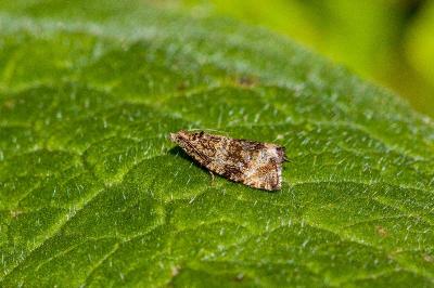 <i>Celypha lacunana</i>