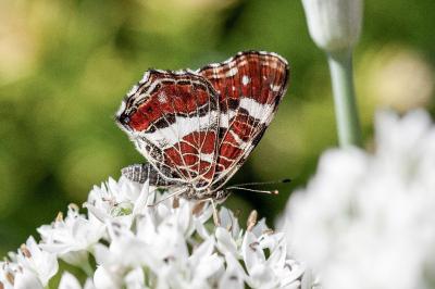 <i>Araschnia levana</i>