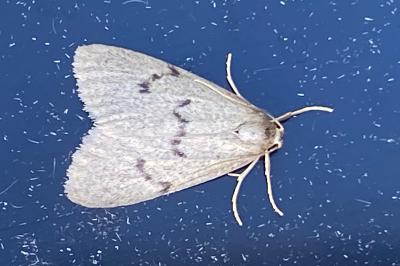 <i>Apaidia mesogona</i>