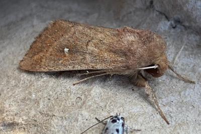 <i>Mythimna ferrago</i>