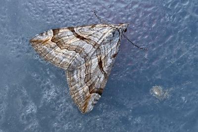 <i>Aplocera</i>