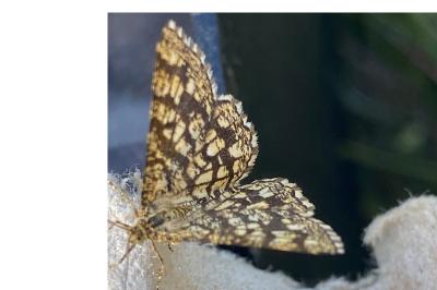 <i>Chiasmia clathrata</i>