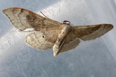 <i>Idaea degeneraria</i>