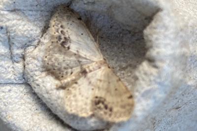 <i>Idaea dimidiata</i>