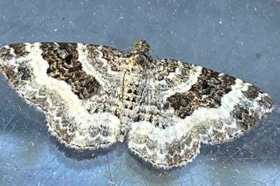 <i>Epirrhoe alternata</i>