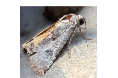 <i>Epilecta linogrisea</i>