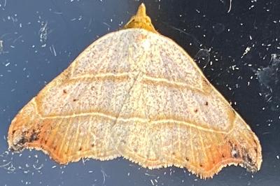 <i>Laspeyria flexula</i>