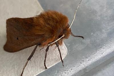 <i>Phragmatobia fuliginosa</i>