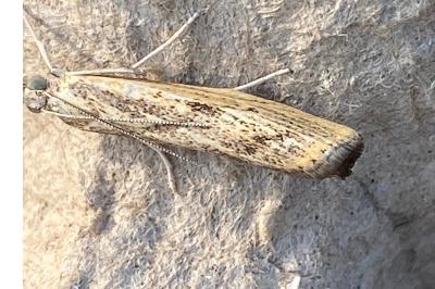 <i>Agriphila inquinatella</i>