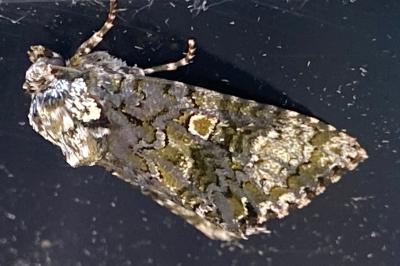 <i>Craniophora ligustri</i>