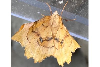 <i>Selenia lunularia</i>