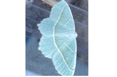 <i>Campaea margaritaria</i>