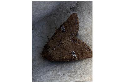<i>Mesapamea secalella/secalis</i>