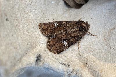 <i>Mesapamea secalella/secalis</i>