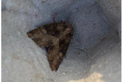 <i>Mesapamea secalella/secalis</i>