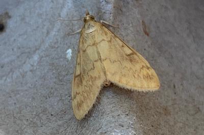 <i>Ostrinia nubilalis</i>